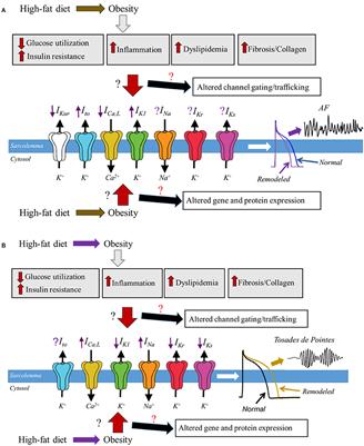 Cardiac Ion Channel Regulation in Obesity and the Metabolic Syndrome: Relevance to Long QT Syndrome and Atrial Fibrillation